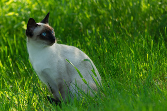 Картинка животные коты cat siamese сиамский кот