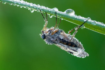 Картинка животные насекомые травинка насекомое роса капли