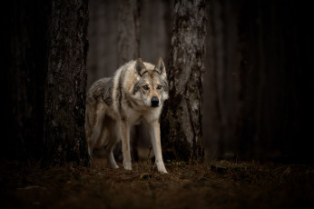 Картинка животные волки +койоты +шакалы пес