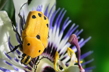 Картинка животные насекомые жук желтый цветок