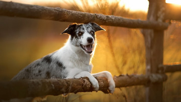 Картинка животные собаки собака изгородь трава