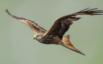Картинка орел животные птицы+-+хищники хищная птица полет размах крыльев сша