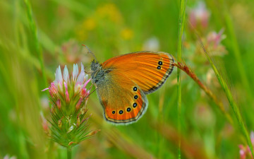 Картинка животные бабочки +мотыльки +моли бабочка spring макро macro весна butterfly