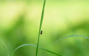 Картинка животные насекомые трава муха