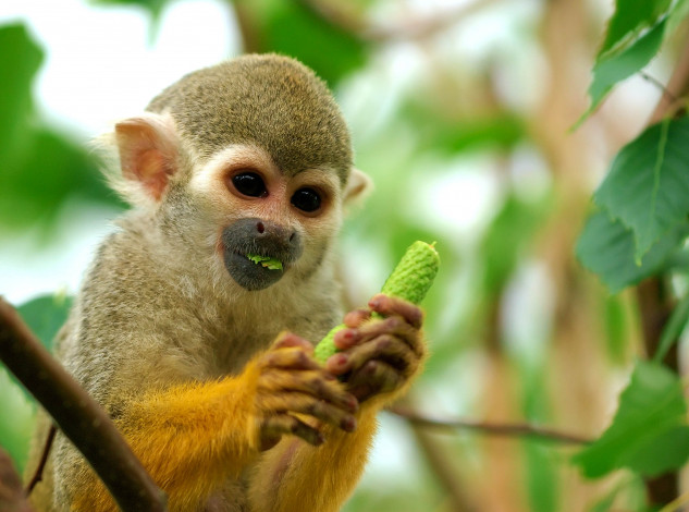 Обои картинки фото животные, обезьяны, обезьяна, мартышка, дерево, еда