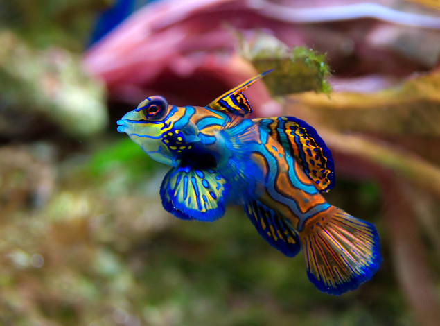 Обои картинки фото животные, рыбы, яркая, синяя, рыбка, вода