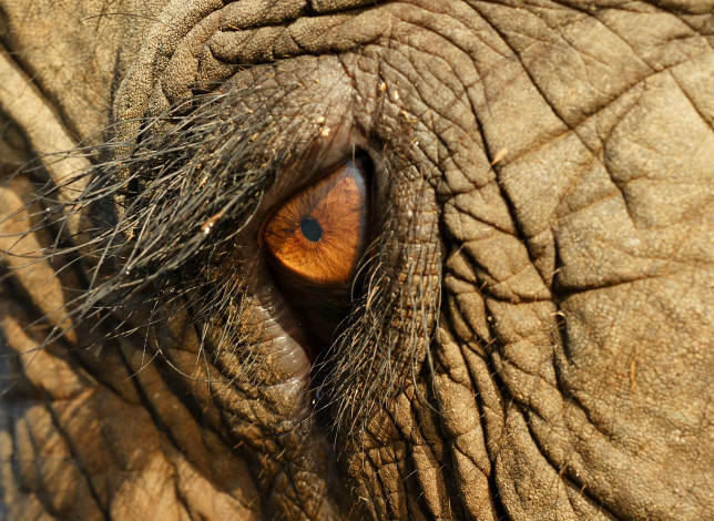 Обои картинки фото животные, слоны, макро, слон, складки, ресницы, глаз