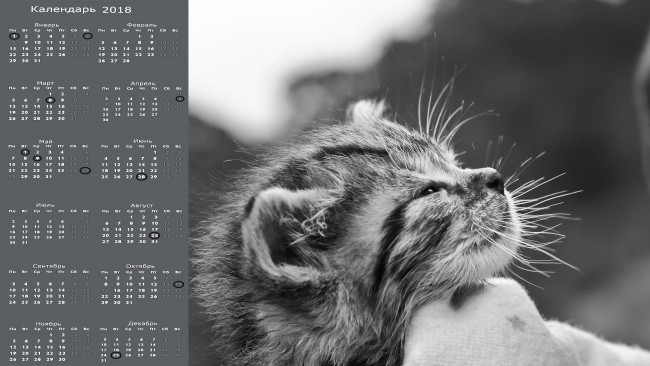 Обои картинки фото календари, животные, морда, кошка