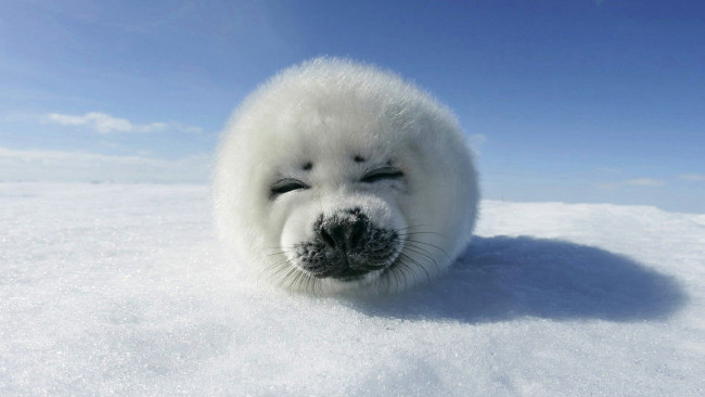 Обои картинки фото животные, тюлени,  морские львы,  морские котики, снег, прищур, белек