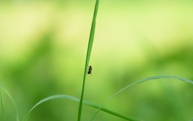 Обои картинки фото животные, насекомые, трава, муха