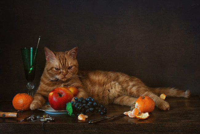 Обои картинки фото животные, коты, яблоки, виноград, мандарины, рыжий, кот, бокал, котейка