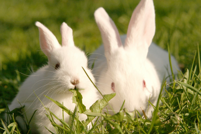 Обои картинки фото животные, кролики,  зайцы, трава, пара, белые