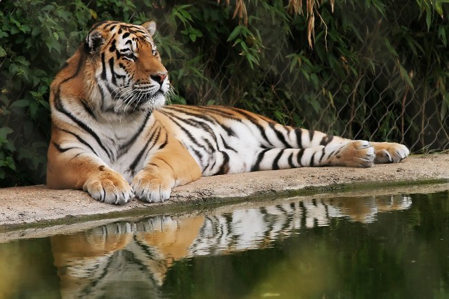 Обои картинки фото животные, тигры, вода, отдых, тигр, кусты, решетка