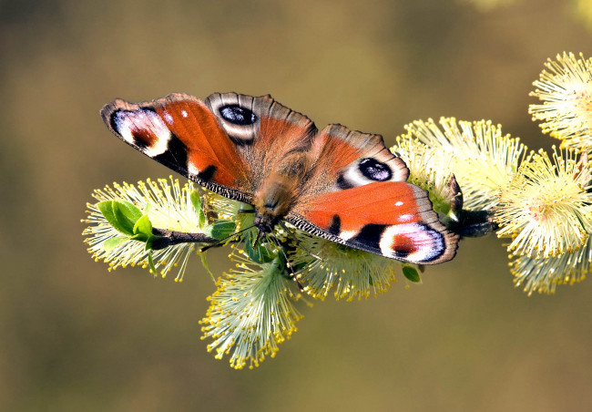 Обои картинки фото животные, бабочки,  мотыльки,  моли, весна, ветка, верба, павлиний, глаз, бабочка