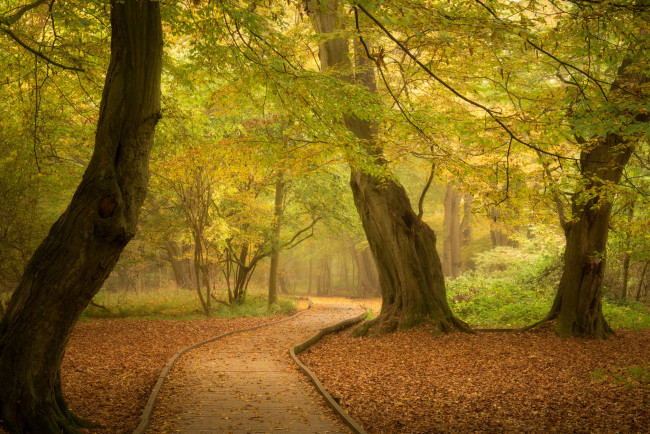 Обои картинки фото природа, лес, осень, деревья, парк, англия, дорожка, тропинка