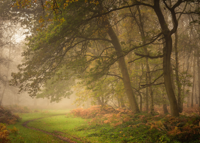 Обои картинки фото природа, лес, осень, деревья, англия, утро, тропинка