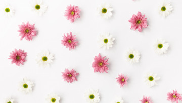 Картинка цветы хризантемы белые розовые