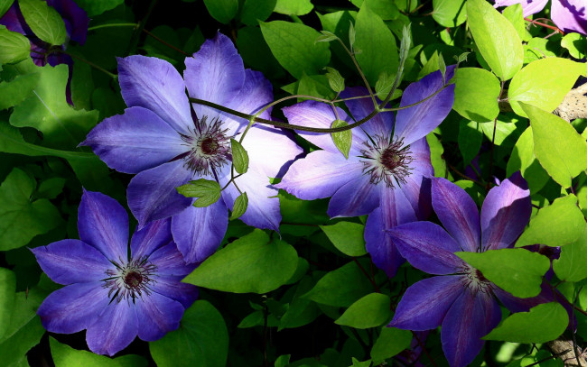 Обои картинки фото цветы, клематис , ломонос, синий, клематис
