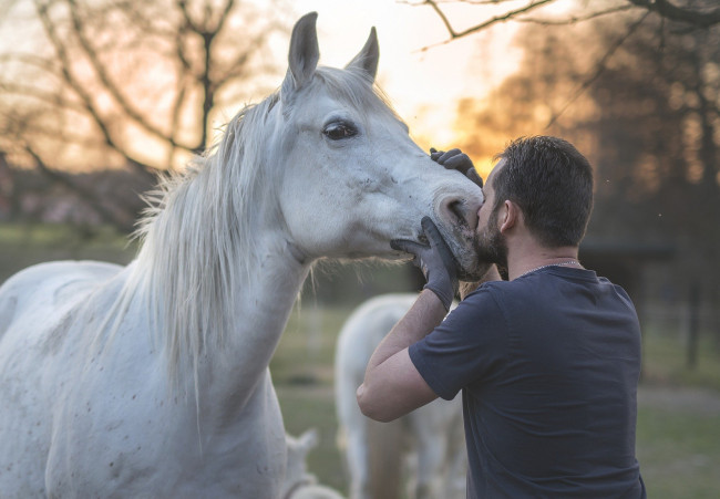 Обои картинки фото мужчины, - unsort, конь, белый, мужчина, поцелуй