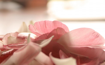 Картинка цветы розы лепестки розовые