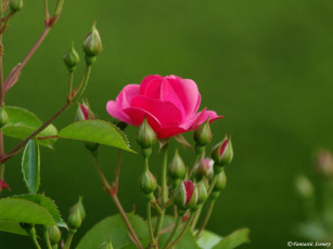 Картинка цветы розы