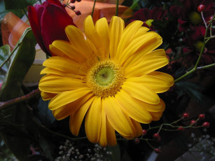Картинка цветы герберы желтый
