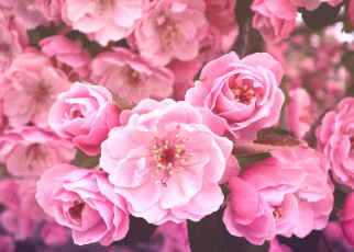 Картинка цветы цветущие деревья кустарники сакура