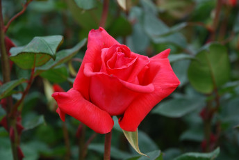 Картинка цветы розы rose