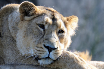 Картинка животные львы лев лежит грустный