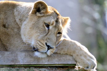 Картинка животные львы морда львица грусть