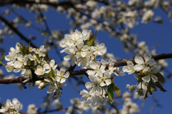 Картинка цветы сакура вишня весна