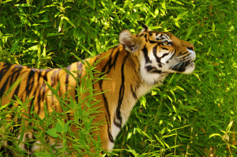 Картинка животные тигры индийский тигр