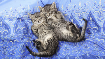Картинка животные коты котята сон
