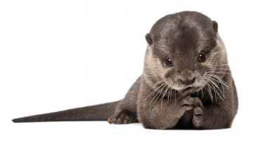 Картинка животные выдры каланы ондатры выдра otter