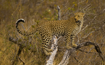 Картинка животные леопарды смотрит стоит леопард дерево