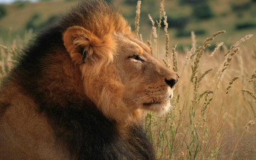 Картинка животные львы морда хищник