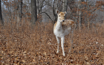 Картинка животные олени лес природа