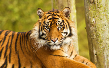 Картинка животные тигры сердитый полосатый морда тигр