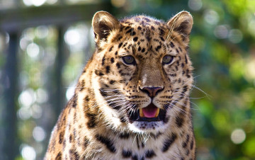 Картинка животные леопарды пятнистый усы взгляд морда леопард