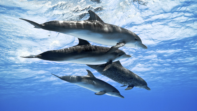 Обои картинки фото животные, дельфины, океан