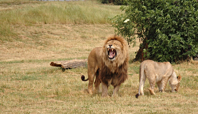 Обои картинки фото животные, львы, лев, львица