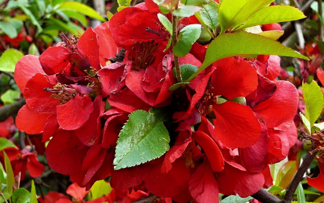 Обои картинки фото айва, цветы, красный