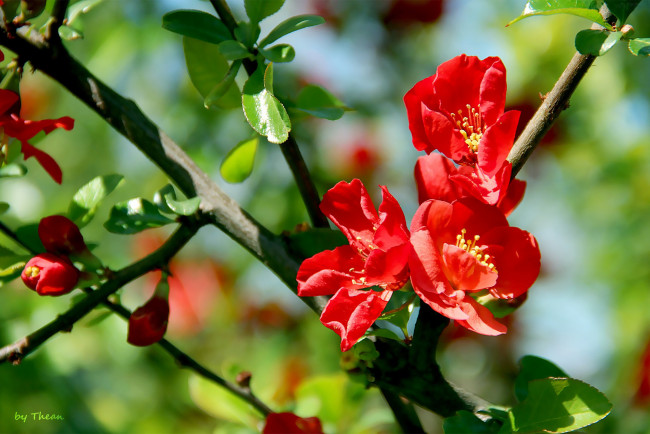 Обои картинки фото айва, авторthean, цветы, красный