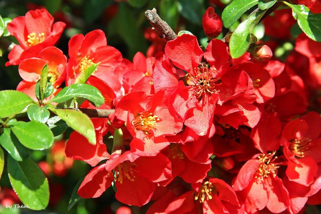 Обои картинки фото айва, авторthean, цветы, красный