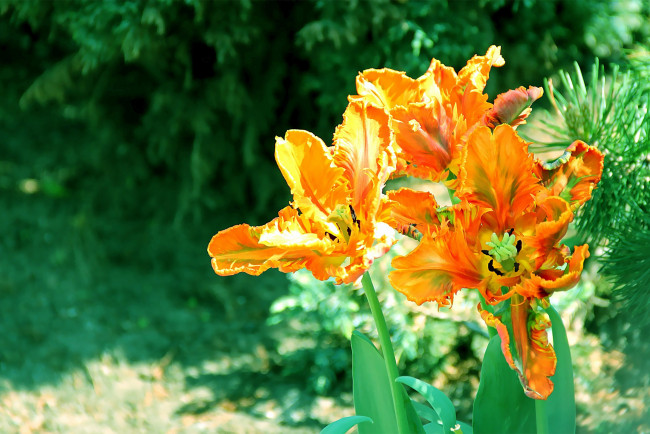 Обои картинки фото авторthean, цветы, тюльпаны, махровые