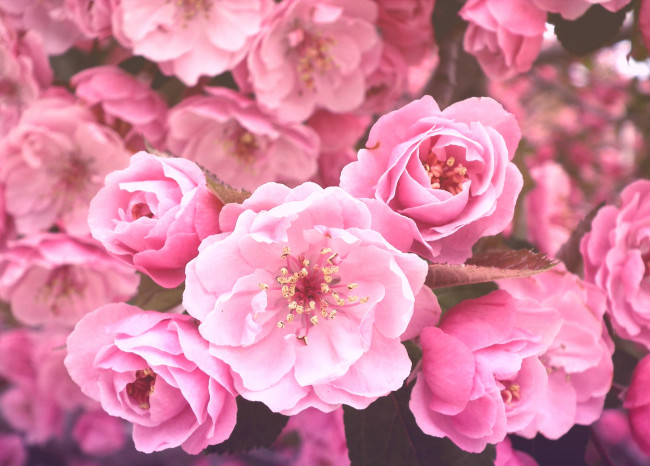 Обои картинки фото цветы, цветущие, деревья, кустарники, сакура