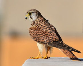 Картинка kestrel животные птицы+-+хищники пустельга
