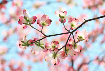 Картинка цветы кизил лепестки небо ветка сад весна