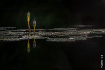 Картинка цветы лилии+водяные +нимфеи +кувшинки бутоны лилии листья вода озеро макро