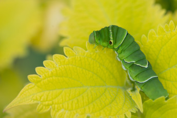Картинка животные гусеницы гусеница листья макро